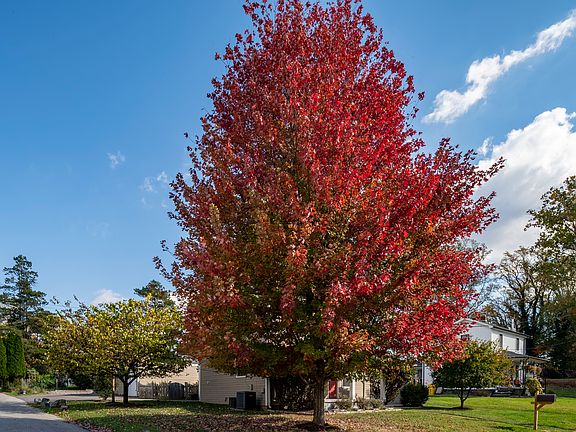 Front Yard (Alt View)