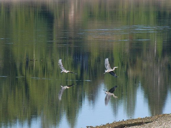 Herons out front