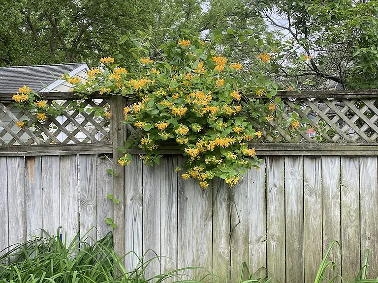 Orange Honeysuckle and Day Lillies.