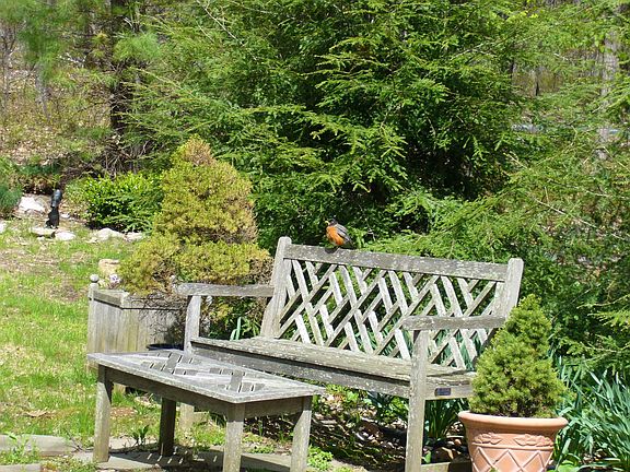 Spring Robin