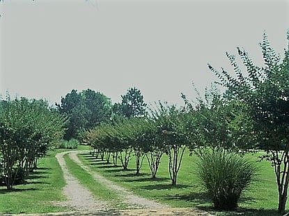 Tree Lined Drive Entrance