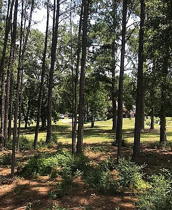View through trees on land
