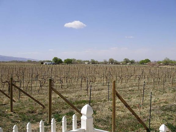 Grapevine field