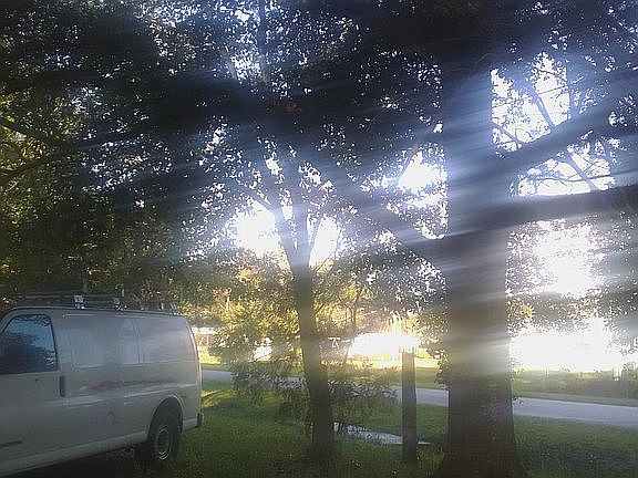 Shady front yard