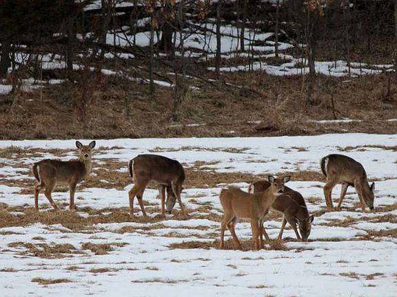 Wildlife Views