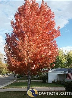 Front yard maple tree (Sept.)
