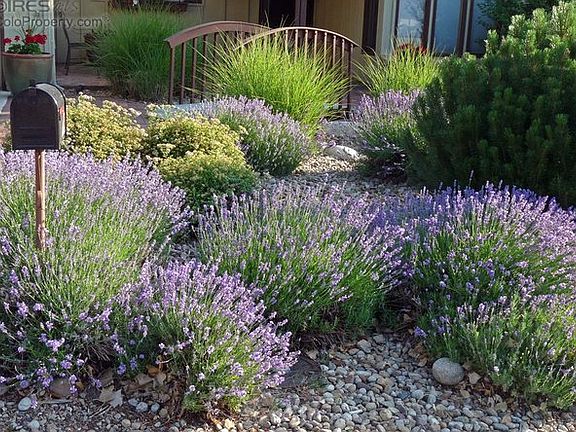 Xeriscaped front yard in lavender season