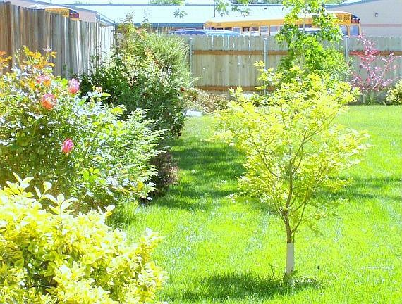 2nd view of backyard