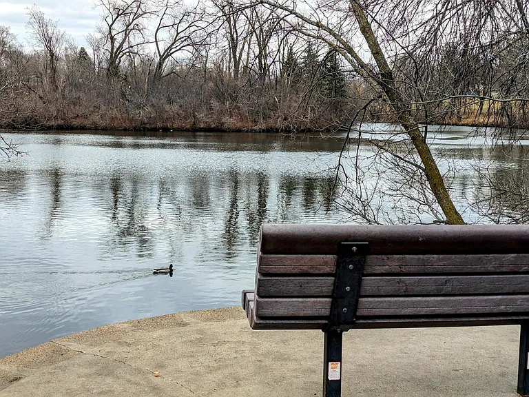 Park bench overlooking pong with duck swimming by