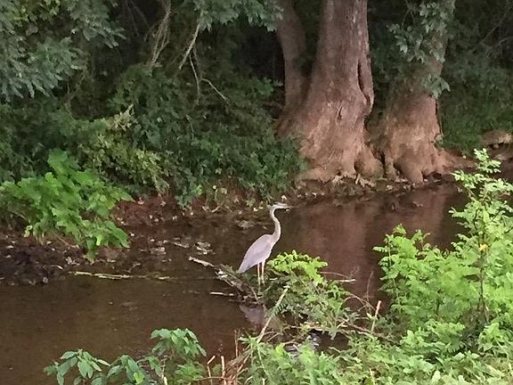 Stockton Creek attracts a variety of wildlife