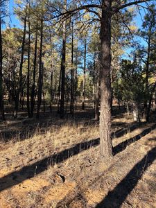 350 N Verbena Ln, Show Low, AZ, 85901