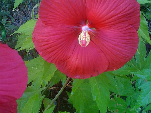 Hibiscus - perenial