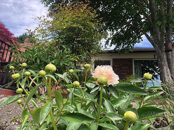 peonies front yard in May
