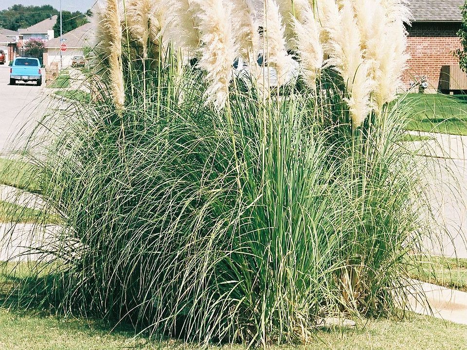 Pampas Grass Hiding green power box in front
