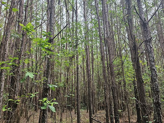 Planted pine in south central portion of the property.