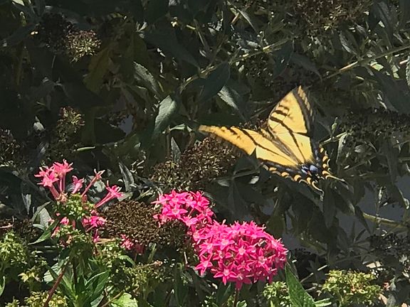Butterflies are regular visitors here attracted by flowers in the yard.