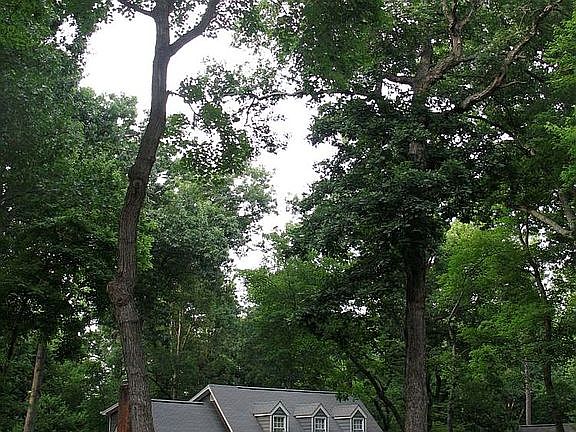 The trees were the thing.