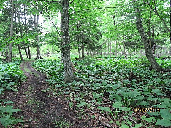 Natual Area - .75 Acre
						:
						Frontage - 89 feet on navigable West Twin River