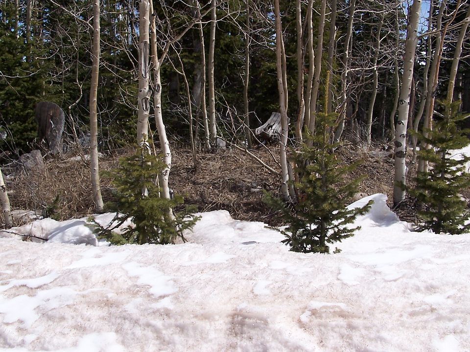1st image of 245 N Blue Jay Way
