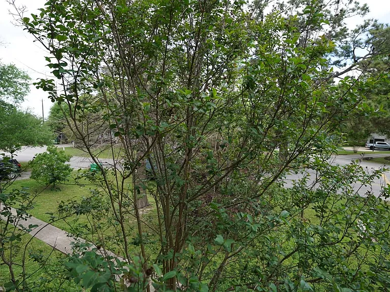 3309 Lawrence St — Photo 13