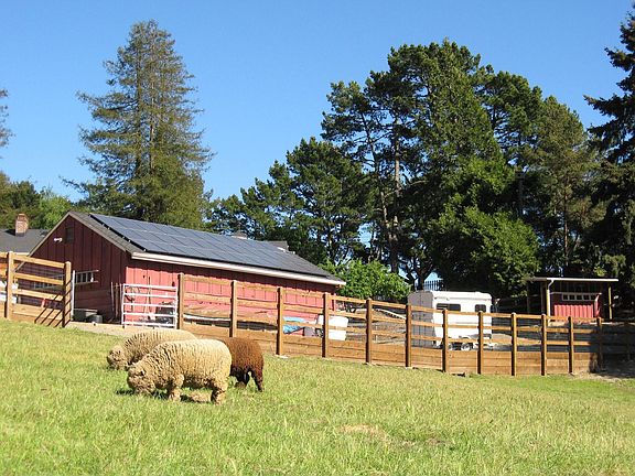 Babydoll sheep enjoy the pasture