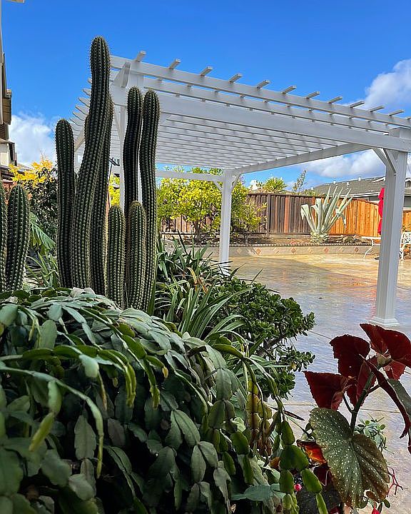 The backyard pergola