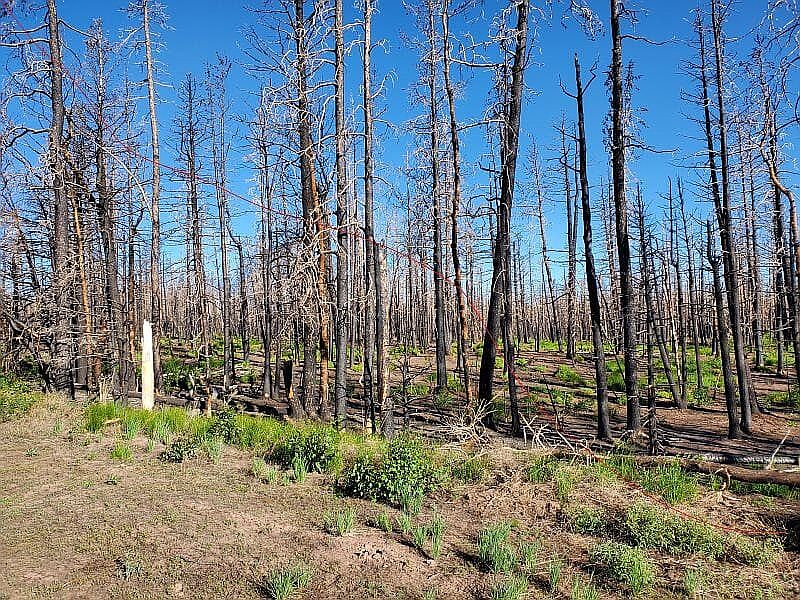 1st image of Forbes Park #F-2