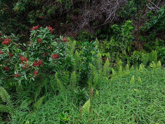 3rd image of 95-3970 Halemauna Rd