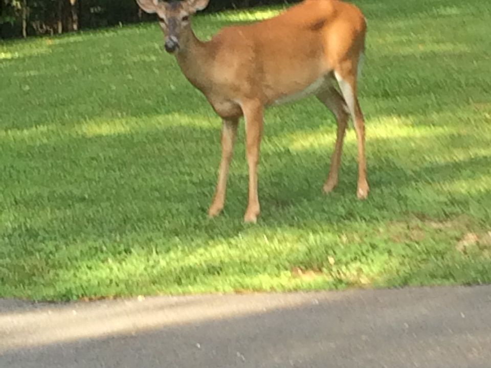 Front yard 