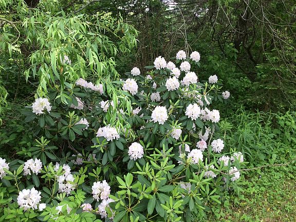 rhododendrons under willow