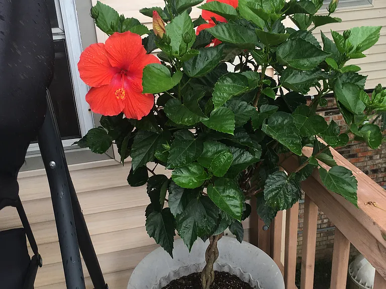 Back Patio Guest