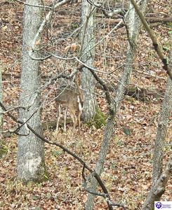 0 Fuller Harding Rd Parcel O, Campbellsville, KY, 42718