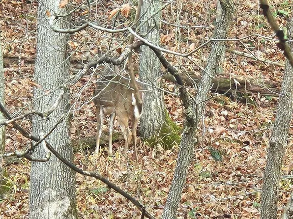 0 Fuller Harding Rd Parcel O, Campbellsville, KY 42718