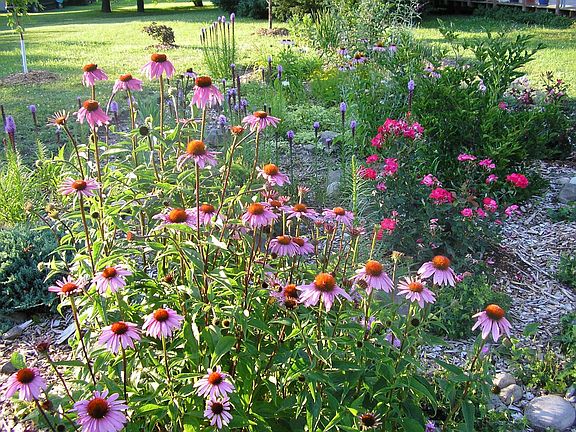 perennial garden