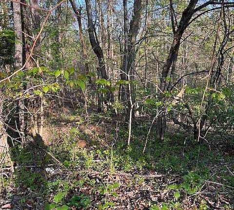3rd image of Pine Hollow Rd