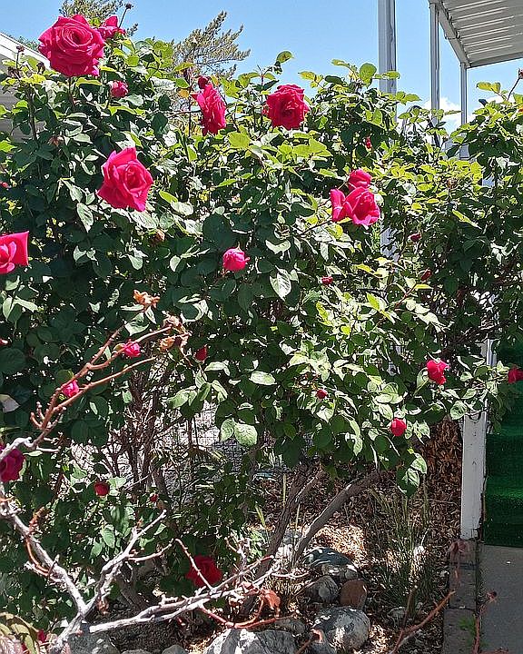 Front patio roses
