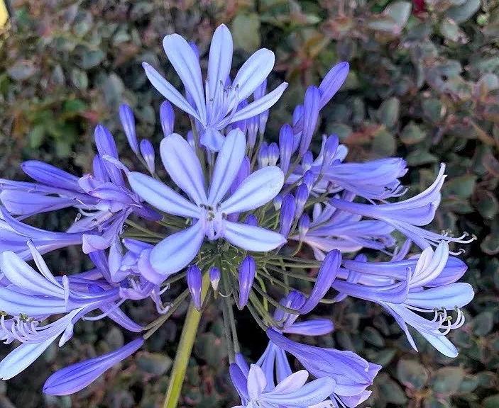 Galaxy — Photo 5