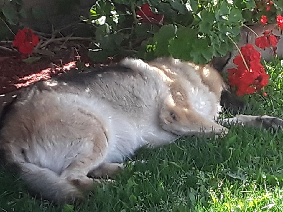 Naptime under the Citrus.