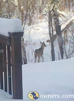 70 wooded acres adjacent to property.