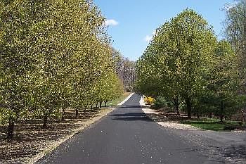 Tree-lined Street