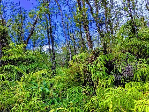 4th image of Jungle King Ave Lot 51