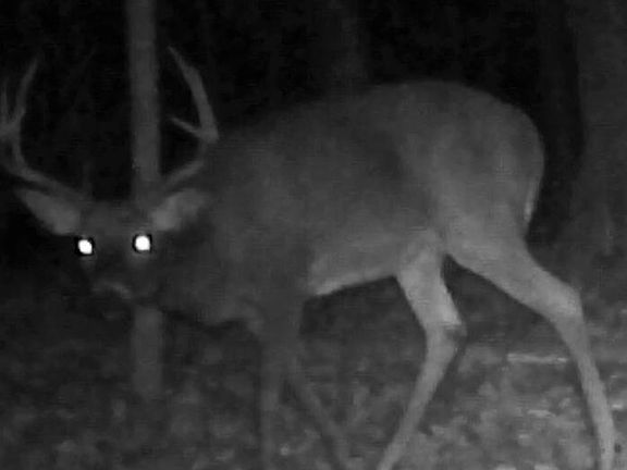 2nd image of Bear Rd