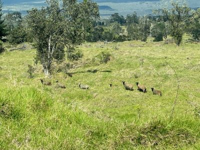 LOT-11-A Eleven #11-A-A, Holualoa, HI, 96725