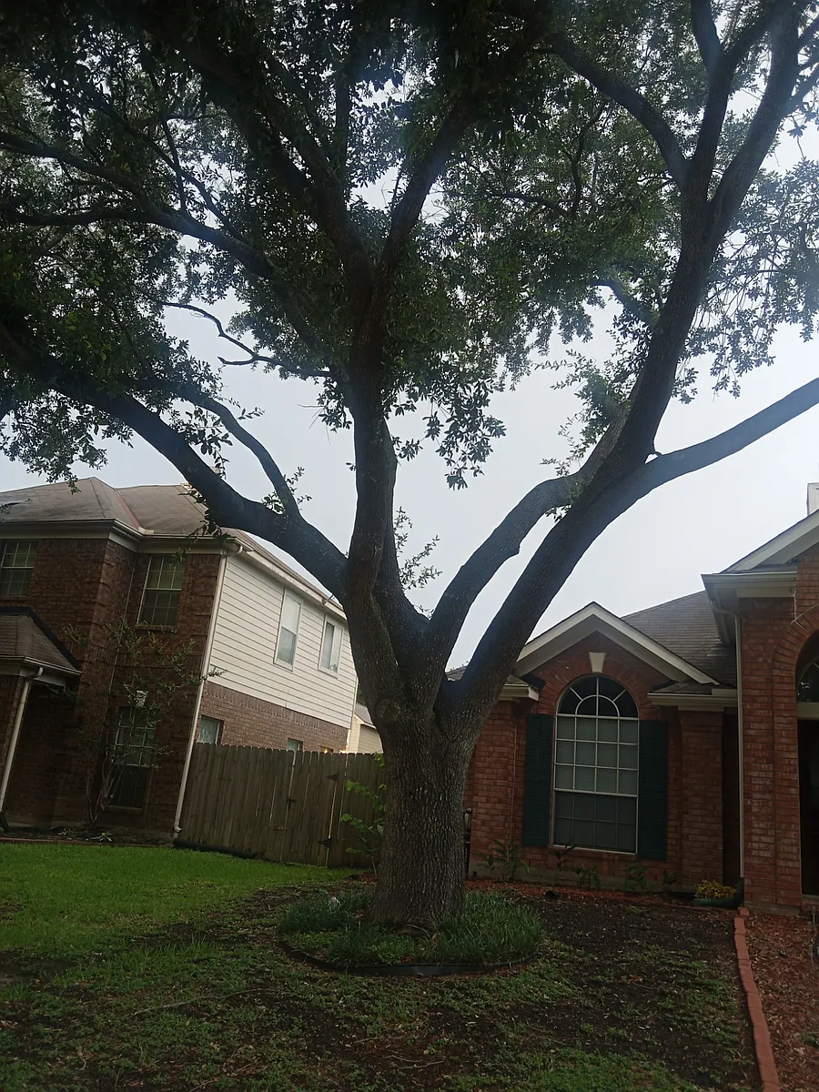 Building Photo - 15911 Timber Chase Dr #1
