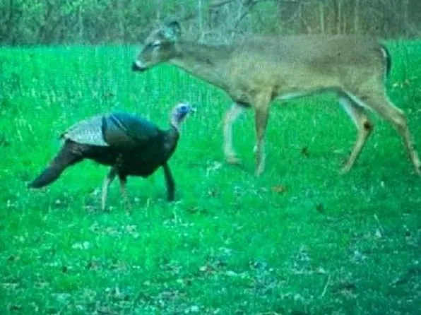 Pryortown Rd, Villa Ridge, IL 62996