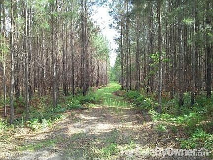 Slash pine plantation