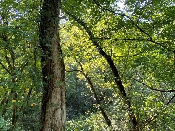 0 Brown Fork Rd, Lowmansville, KY 41232