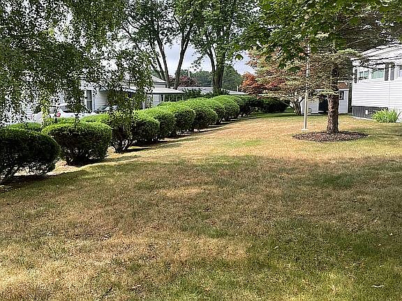 Bushes lining property line