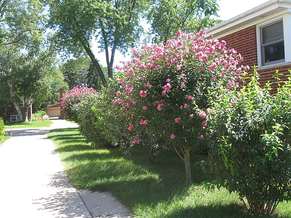 Shrubs, along driveway