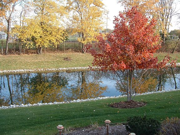Rear Pond view